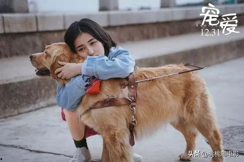 宠物扮演的av,宠物AV里的欢乐时光