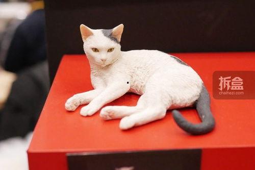 日本扭蛋 猫,萌动人心的猫咪扭蛋大揭秘