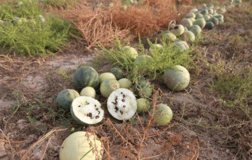娱乐吃瓜菌人世间,人世间趣味横生的八卦故事